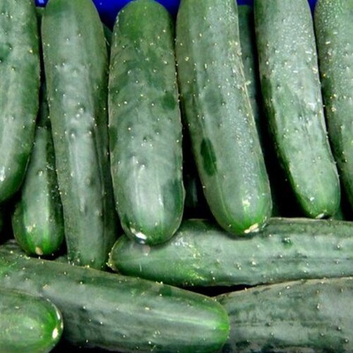 PEPINO MALLORCA 500gr