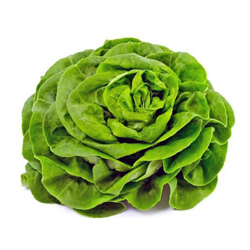 LECHUGA TROCADERO