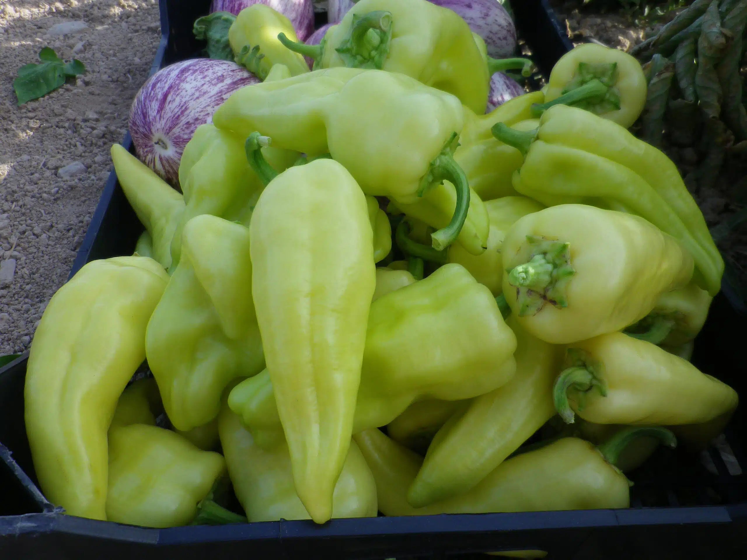 PIMIENTO BLANCO 500gr